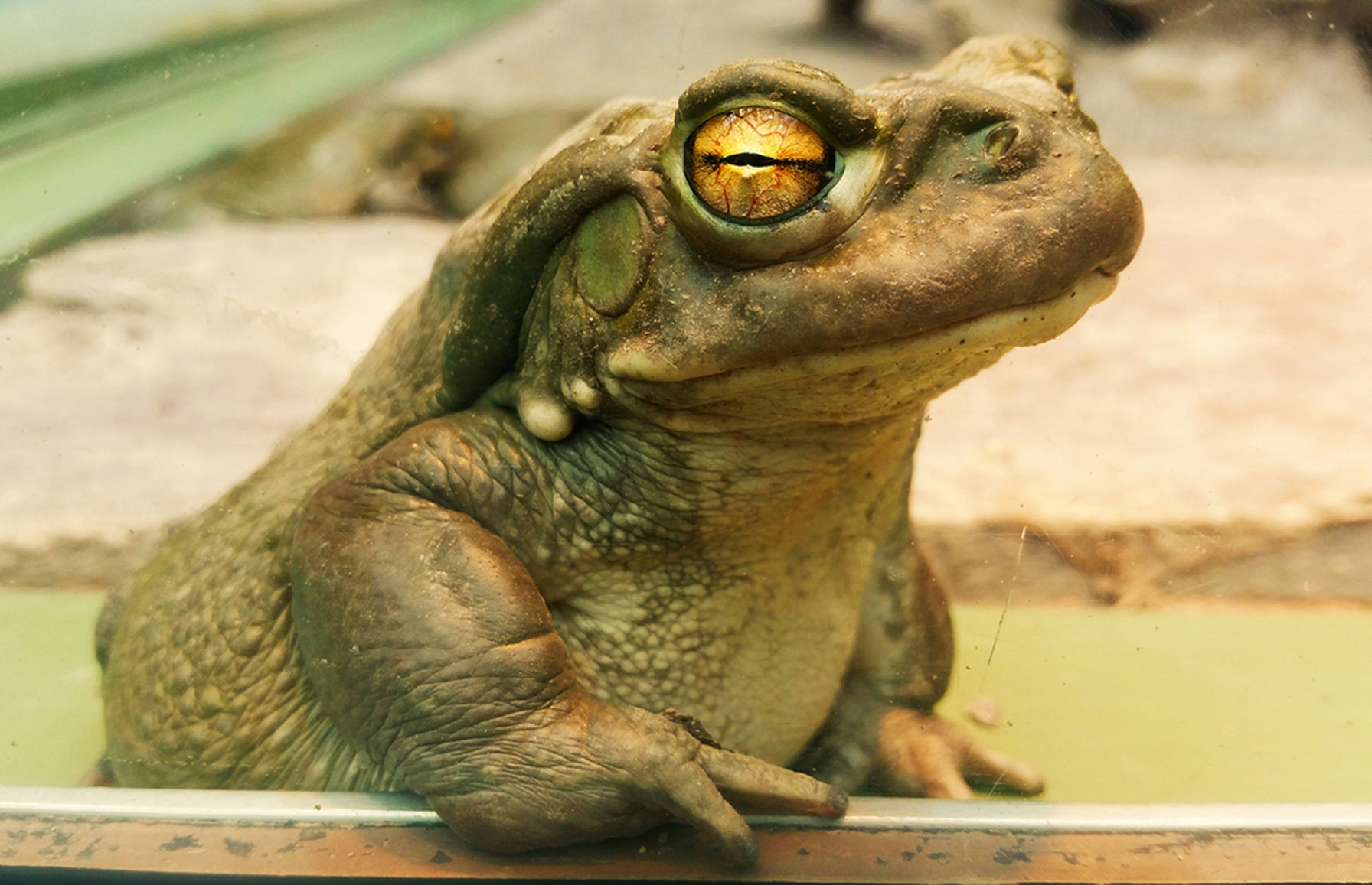 Bullfrog